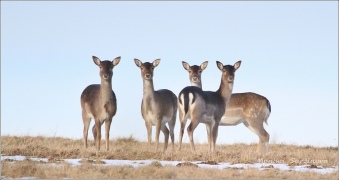<p>DANĚK SKVRNITÝ (Dama dama) Šluknovsko - Valdek /Fallow deer - Damhirsch/</p>